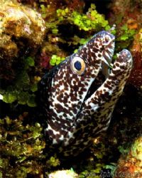 This Spotted Eel was ready for his close-up =) by Zaid Fadul 